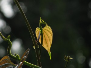 leaf-450721_1280